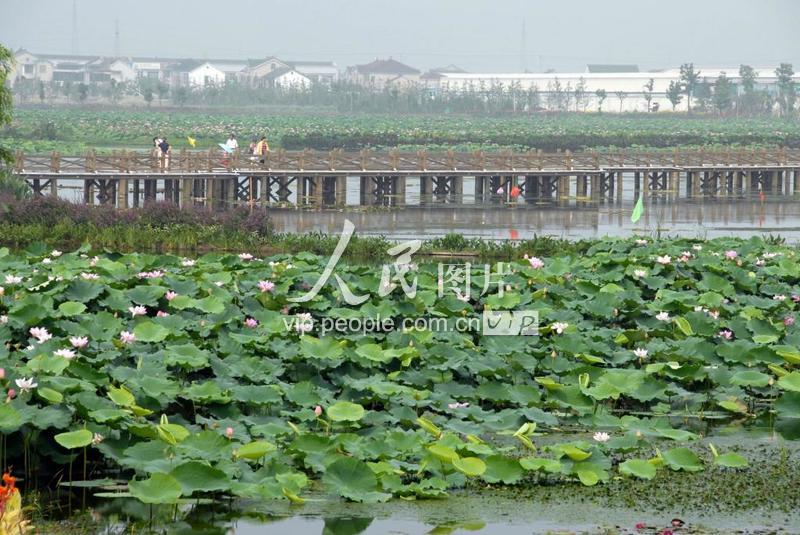 苏州·荷塘月色湿地公园花香四溢-人民图片网