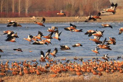 吉林长白岛生态湿地公园成为野鸭的冬令营