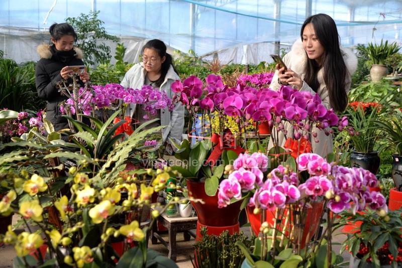 山东东营鲜花绽放迎新年