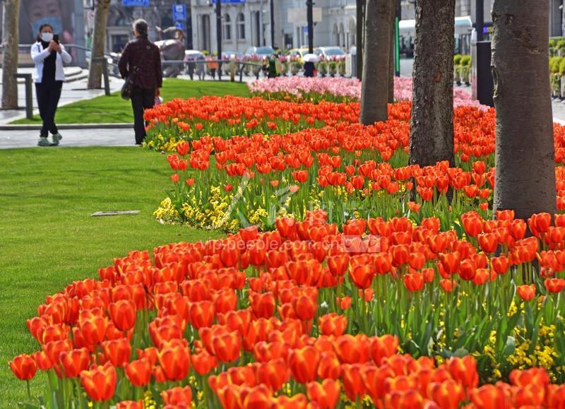 上海:郁金香花开靓外滩