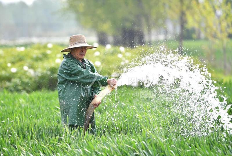 安徽亳州:农民浇灌小麦保丰收