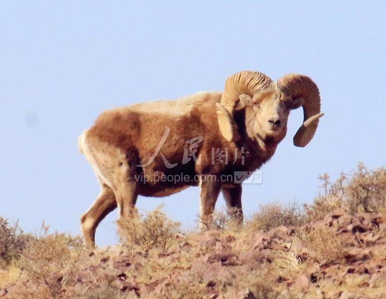 内蒙古锡林郭勒盟二连浩特附近的中蒙边境草原上的国家二级保护动物