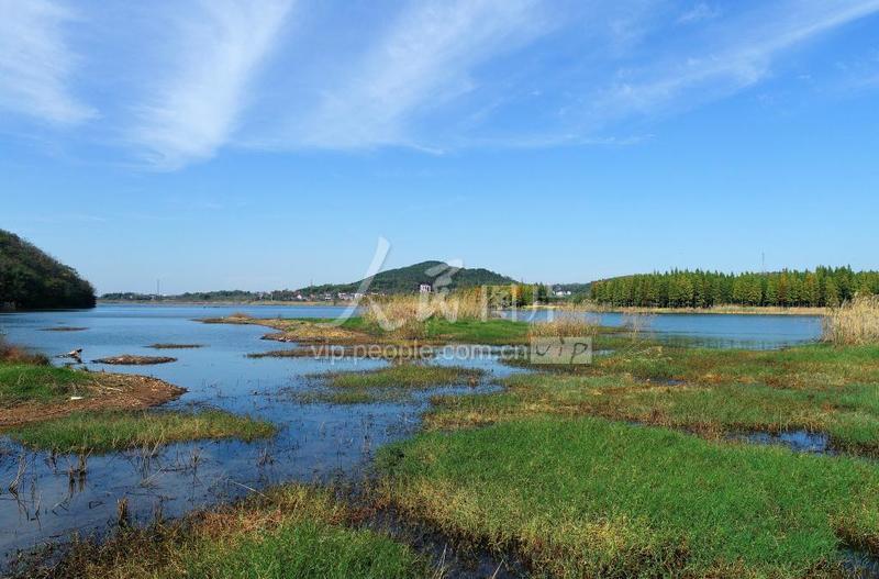 2021年11月9日，安徽省合肥市庐江县罗河镇青山湖湿地在初冬霜露浸染下呈现秀美景色。
