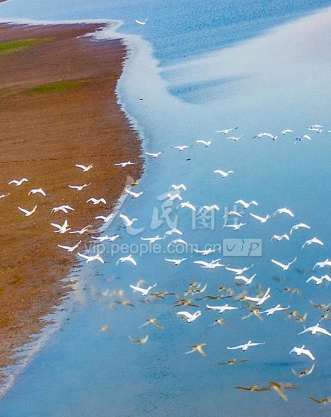 江西鄱阳湖:湿地天鹅舞-人民图片网