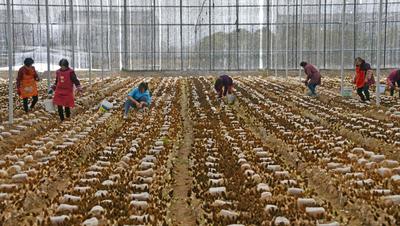 浙江仙居羊肚菌种植助农增收