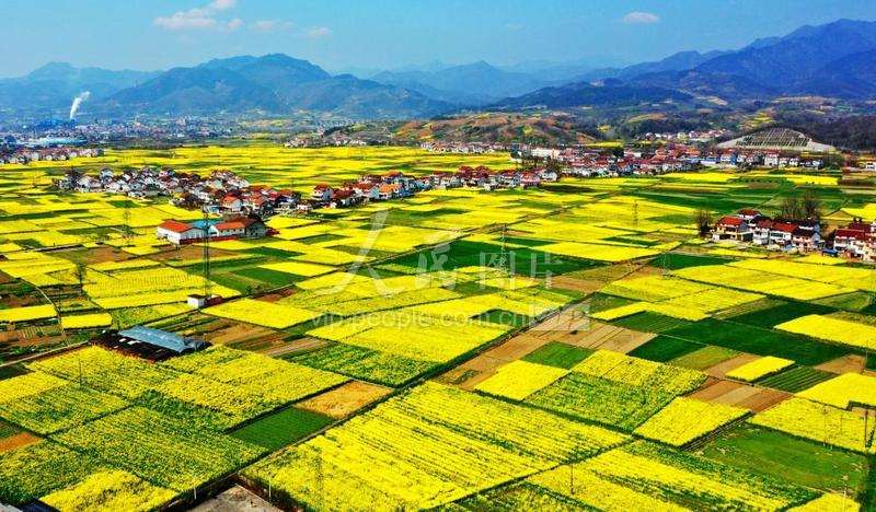 陕西汉中：百万亩油菜花次第开放-人民图片网