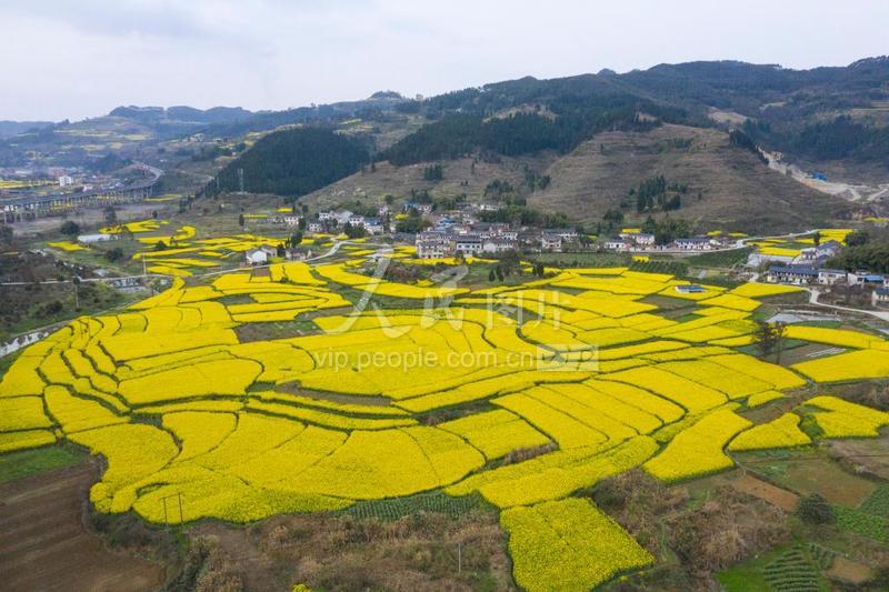 四川内江:油菜花海醉游人