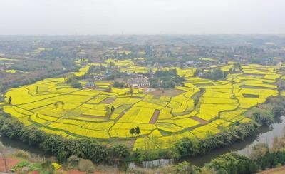 四川仁寿:油菜花盛开 游客慕名而来