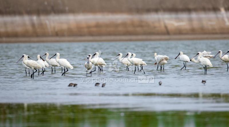 江苏东台:迁徙候鸟飞抵条子泥湿地-人民图片网
