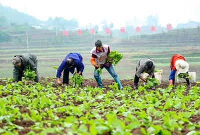粮经复合形式是什么意思