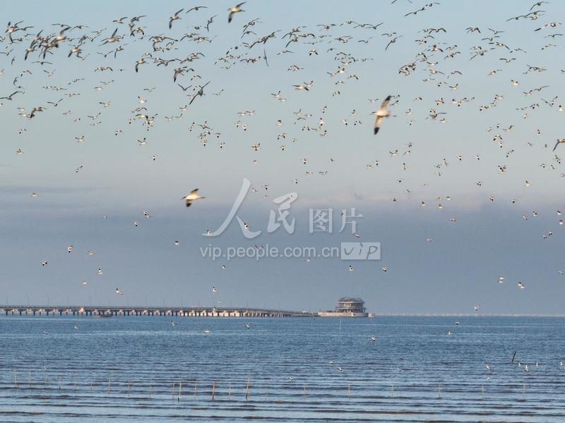 江苏连云港:反嘴鹬飞抵海州湾沿海湿地越冬-人民图片网