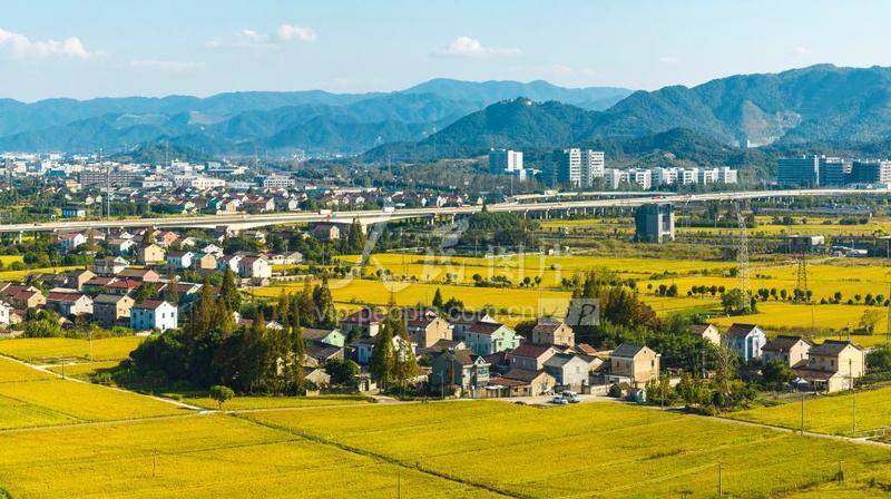 浙江余姚：晚稻成熟“丰”景美人民图片网