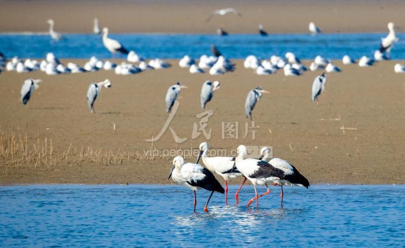 江苏东台:春迁季节候鸟云集-人民图片网