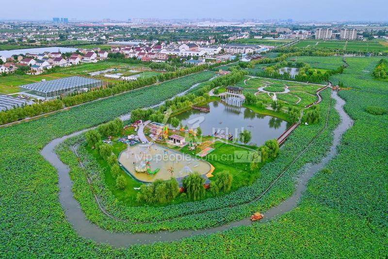 江苏如皋：“荷花经济”助力乡村振兴-人民图片网