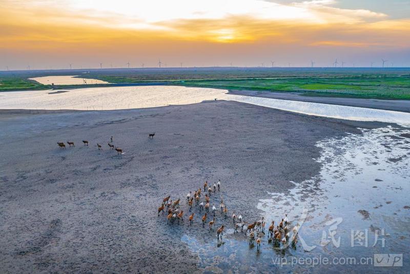 江苏东台:条子泥湿地美如画-人民图片网