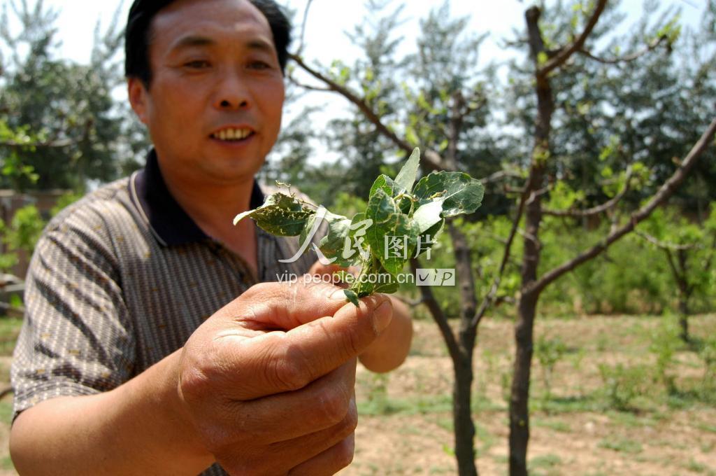 山东莘县冬枣遭虫害 枣王路万锁奇招制胜-人民图片网