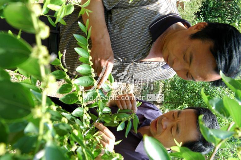 山东莘县冬枣遭虫害 枣王路万锁奇招制胜-人民图片网