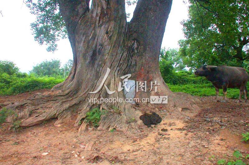 江西瑞昌:古树巨樟“怀抱”石碑-人民图片网