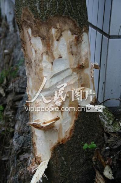 江西南康：植树节居然有人砍树-人民图片网