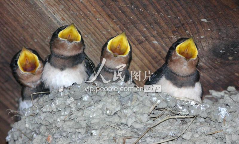 福建：顺昌农宅房梁上 飞燕筑巢育后代-人民图片网