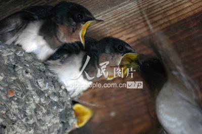 福建：顺昌农宅房梁上 飞燕筑巢育后代-人民图片网