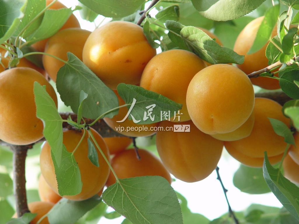 安徽淮北:黄杏熟了-人民图片网