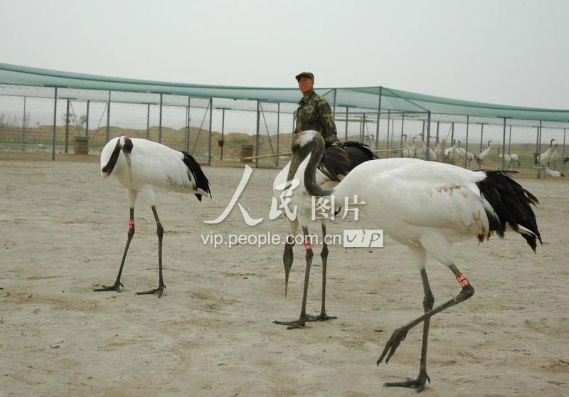 走进齐齐哈尔扎龙自然保护区探寻丹顶鹤芳踪-人民图片网
