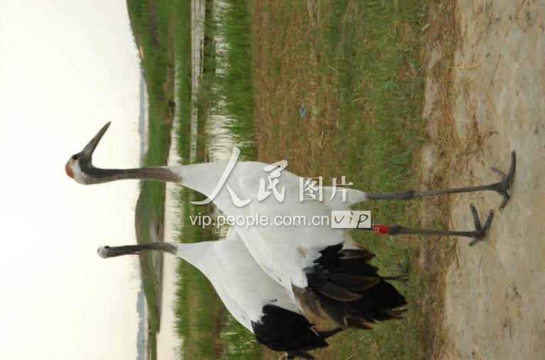 走进齐齐哈尔扎龙自然保护区探寻丹顶鹤芳踪-人民图片网