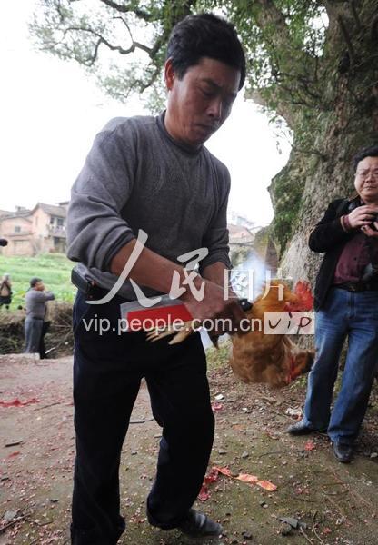 江西宁都:客家民俗添丁要“割鸡”-人民图片网
