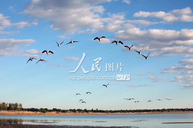 吉林向海大雁放飞节 万只大雁齐飞-人民图片网