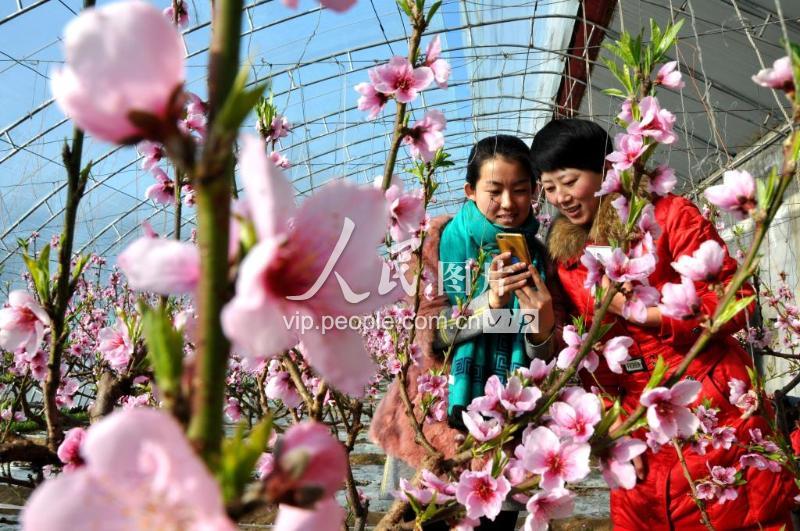 河北邢台：数九寒天桃花开-人民图片网