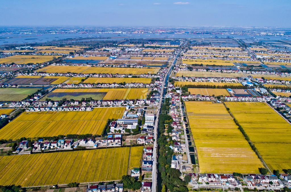 江苏扬中:收获金秋美在田园-人民图片网