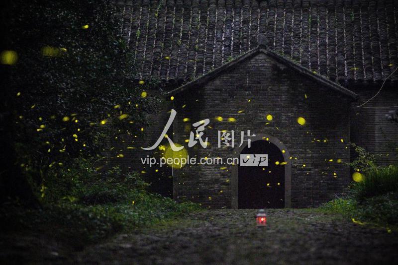南京:盛夏夜晚萤火虫轻舞飞扬 美如夜晚繁星-人民图片网