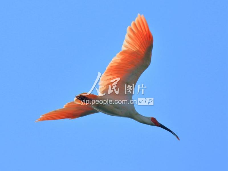 朱鹮-人民图片网
