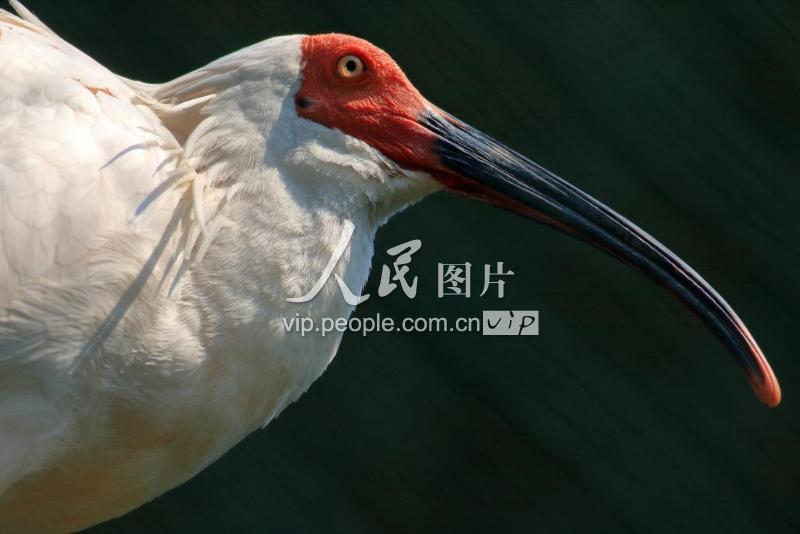 朱鹮-人民图片网