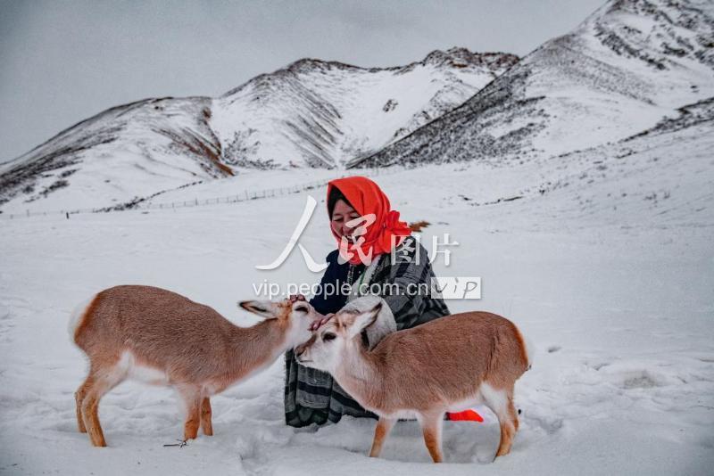 青海都兰:藏族夫妇雪域高原安家救助野生动物-人民图片网
