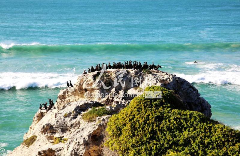南非鸟岛