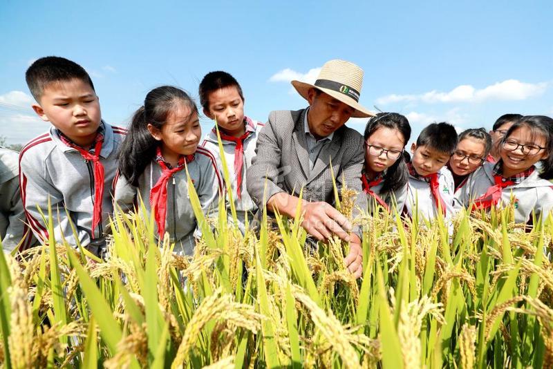 浙江湖州:水稻丰收季 学生学知识