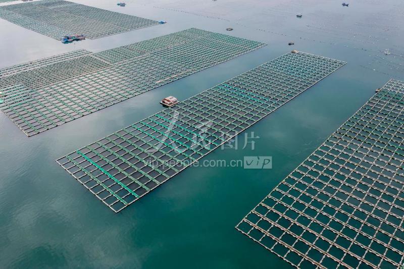 山东青岛大力发展现代海洋渔业-人民图片网