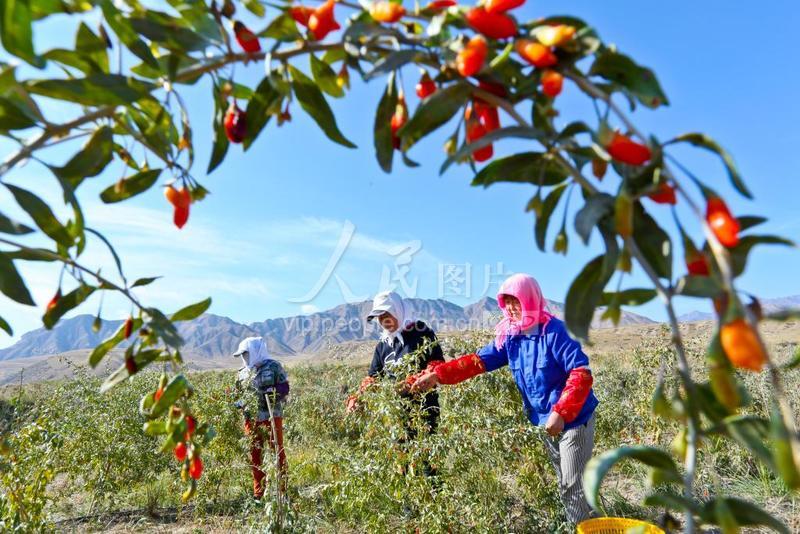 甘肃张掖：祁连山下枸杞红了-人民图片网