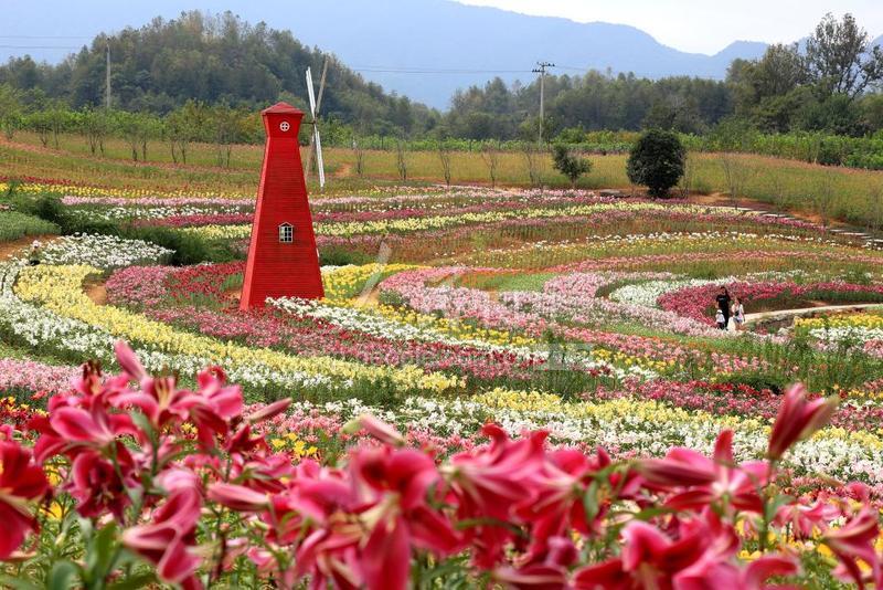 安徽黄山金秋石林花海幽香缤纷醉游人