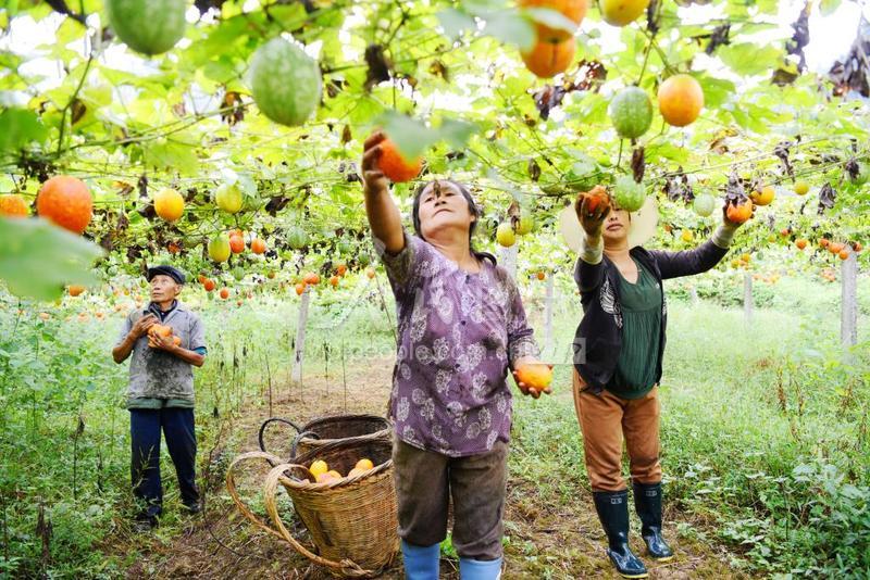 重庆酉阳村民种吊瓜脱贫致富-人民图片网