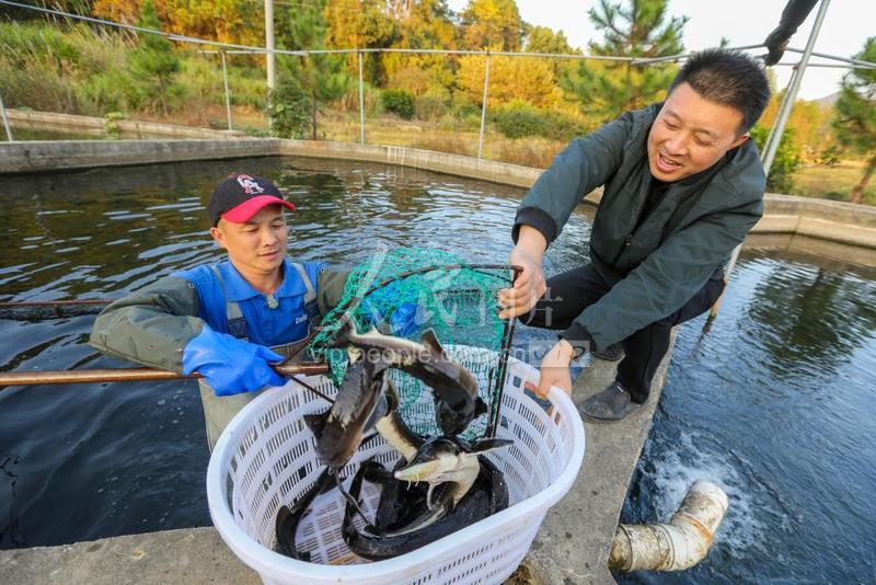 江西峡江中华鲟游出致富路