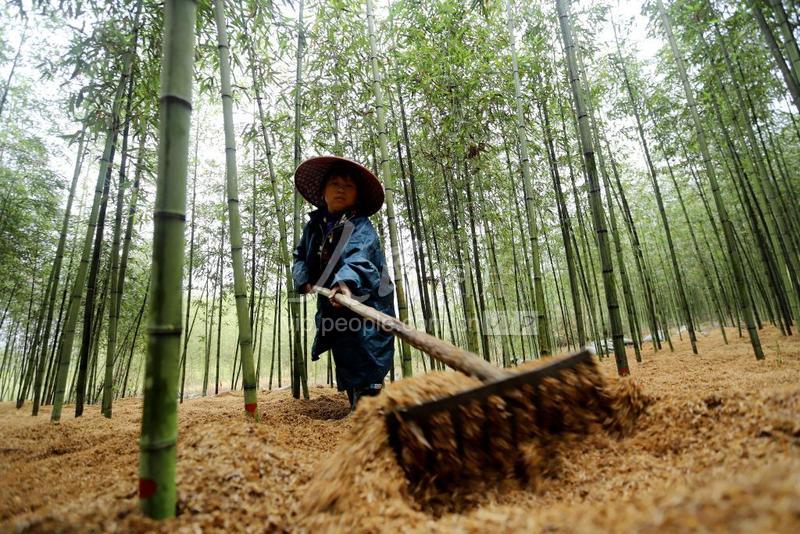 江西安福:雷竹管护忙-人民图片网