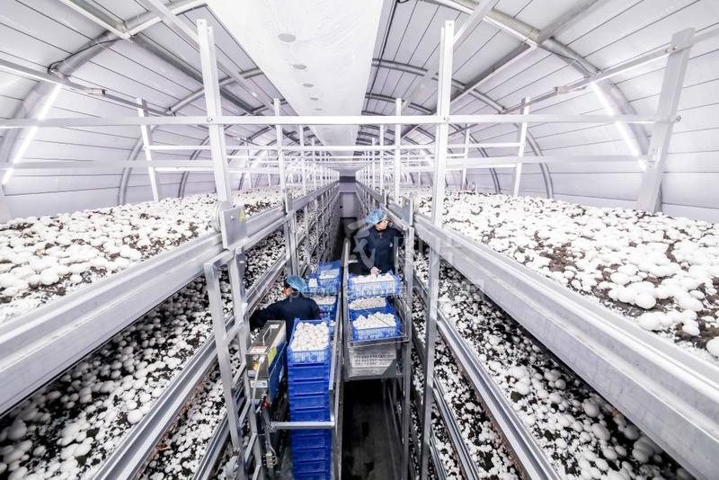 江苏涟水工厂化种植双孢菇让周边劳动力家门口就业