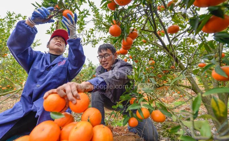 湖南道县:橙子缀枝头 果农奔“钱”程-人民图片网