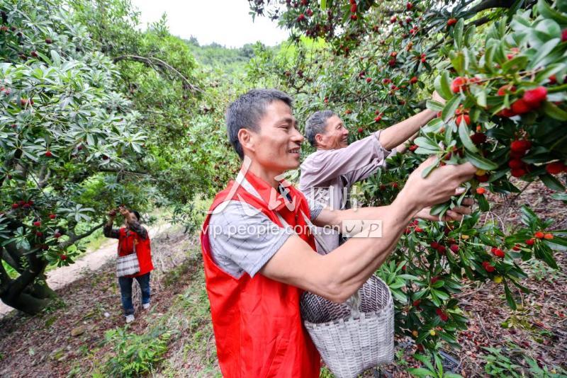 浙江长兴:杨梅林里红马甲 助农增收乐开颜-人民图片网