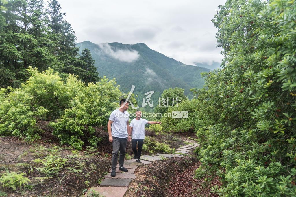 浙江仙居:男子放弃高薪工作回农村保护杨梅树 带领村民发家致富-人民图片网