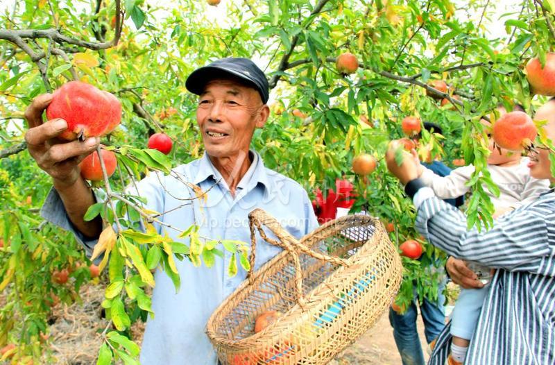 安徽烈山:石榴丰收 果农乐开颜-人民图片网