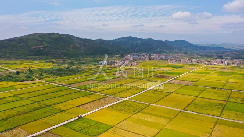 湖南新田:富硒水稻大地铺金